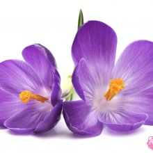 Cveti_552