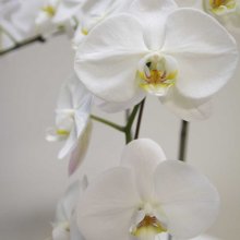 Cveti_638